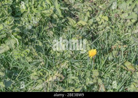 Gelbe Löwenzahn / Taraxacum officinale Blume im Frühling Sonnenschein. Löwenzahn einmal in medizinischen Kräuter-Kuren verwendet & auch essbar (Salat im Zusammenhang). Stockfoto