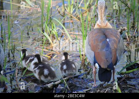 Ägyptische Gans im Stadtpark Staddijk, Nijmegen Niederlande Stockfoto