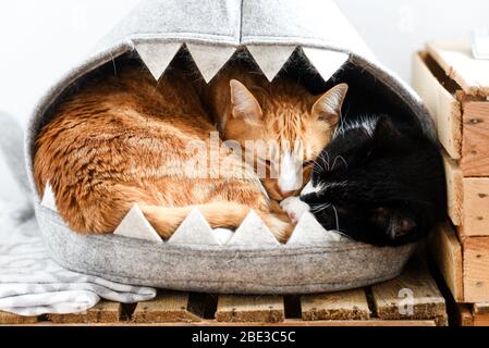 Katzen liegen auf dem Bett und umarmen sich zu Hause. Stockfoto