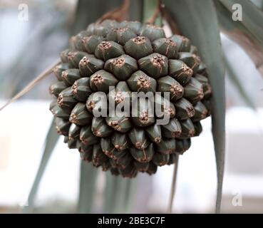 Pandanus Frucht in weichem neutralem Licht, dekorative florale Graphen Element in niedrigen Sättigungsgrad Ton. Stockfoto