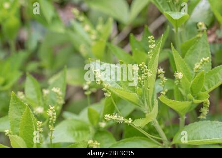 Makro-Nahaufnahme von winzigen Blüten von Quecksilber / Mercurialis perennis des giftigen Hundes, die in einer kornischen Hecke wachsen. Einmal in pflanzlichen Arzneimitteln verwendet. Stockfoto
