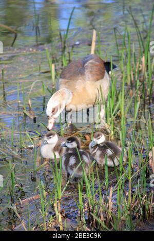 Ägyptische Gans im Stadtpark Staddijk, Nijmegen Niederlande Stockfoto