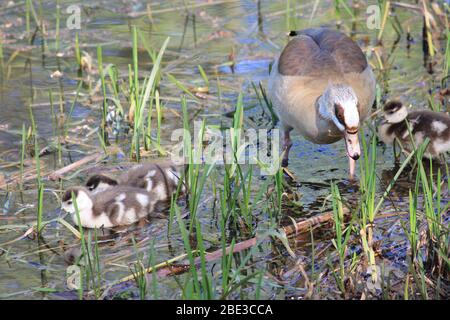 Ägyptische Gans im Stadtpark Staddijk, Nijmegen Niederlande Stockfoto