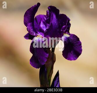 Nahaufnahme einer wunderschönen, tief violetten Iris Blume mit ihren orangefarbenen Akzenten und gelbem Bart. Stockfoto