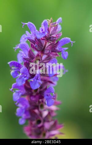 Nahaufnahme von Southern, Leopard Sumpf Orchidee, Makro-Abend mit verschwommenem Hintergrund aufgenommen Stockfoto