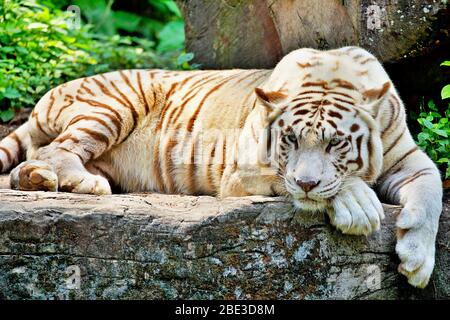 Weißer Tiger, der sich ausruht Stockfoto