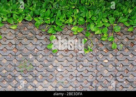 Efeu des grünen Teufels Pflanzen mit Wassertröpfchen auf Rasenstein Betonpflaster Stockfoto