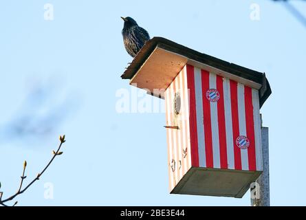 Marktoberdorf, Deutschland. April 2020. Marktoberdorf, 11. April 2020. Ein Stern (Sturnus vulgaris) brütet in einer Sternschachtel mit FC Bayern München-Design während der Brutsaison am 07. April 2020 in Marktoberdorf. Quelle: Peter Schatz/Alamy Live News Stockfoto