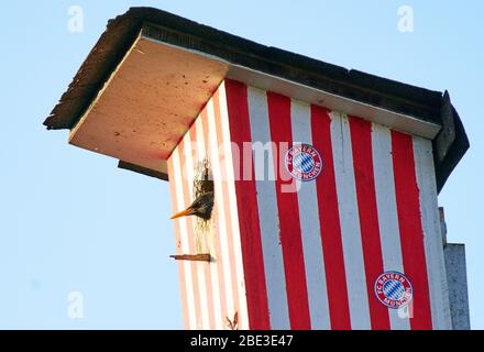 Marktoberdorf, Deutschland. April 2020. Marktoberdorf, 11. April 2020. Ein Stern (Sturnus vulgaris) brütet in einer Sternschachtel mit FC Bayern München-Design während der Brutsaison am 07. April 2020 in Marktoberdorf. Quelle: Peter Schatz/Alamy Live News Stockfoto