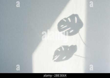 Schatten tropischer Blätter an der weißen Wand. Große tropische Pflanzen, Reben Monstera. Schwarzweißbild zum Überlagern von Fotos oder Layout Stockfoto