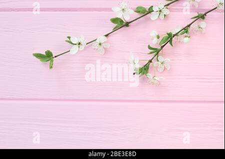 Zweig der weißen Kirschblüten auf rosa Holzhintergrund mit Platz für Ihren Text. Für Grußkarte, Banner, Poster. Urlaub im Frühling Stockfoto
