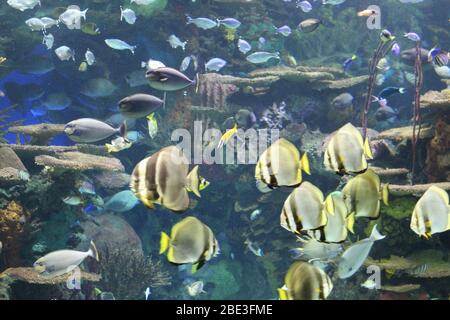 Ripley's Aquarium, Toronto, Kanada Stockfoto