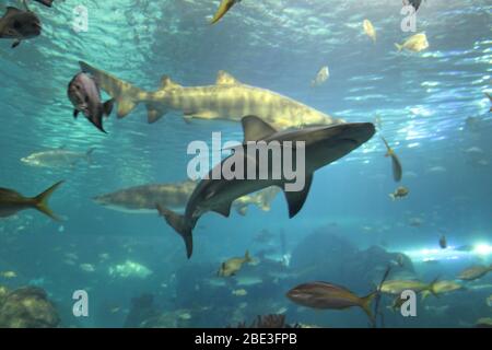 Ripley's Aquarium, Toronto, Kanada Stockfoto