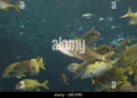 Ripley's Aquarium, Toronto, Kanada Stockfoto