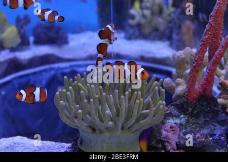 Ripley's Aquarium, Toronto, Kanada Stockfoto