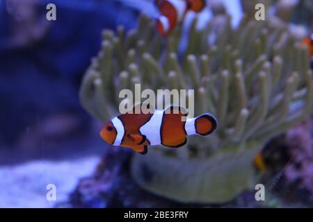 Ripley's Aquarium, Toronto, Kanada Stockfoto