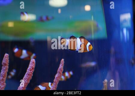 Ripley's Aquarium, Toronto, Kanada Stockfoto