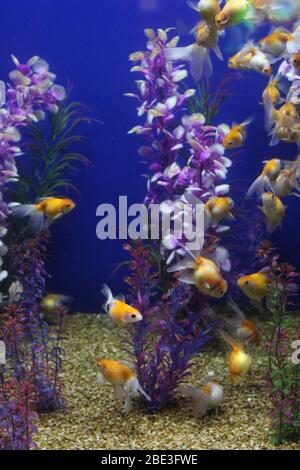 Ripley's Aquarium, Toronto, Kanada Stockfoto