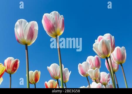 Schöne weiße und rosa Tulpen, die nach oben zum Himmel schauen Stockfoto