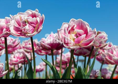 Schöne weiße und rosa Tulpen, die nach oben zum Himmel schauen Stockfoto