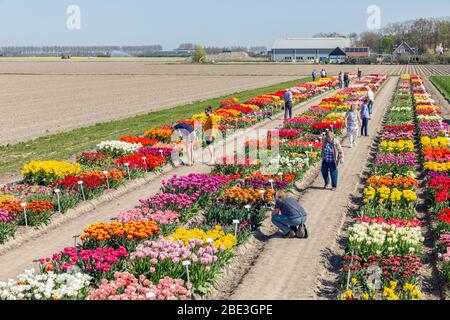 Besucher eines Schaugartens mit bunten Tulpen Stockfoto