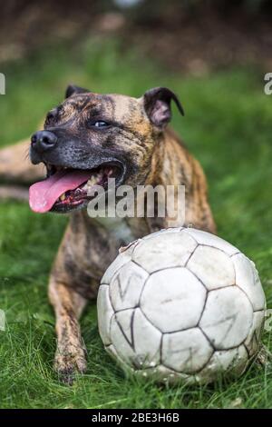 Staffy Lurcher kreuzt mit ihrem Ball auf einer Wiese. Stockfoto