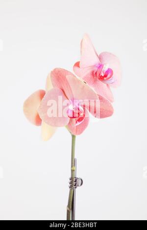 Schöne Sonnenuntergang Orchidee in Blüte isoliert auf einem weißen Hintergrund. Stockfoto