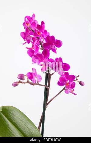 Schöne lila Orchidee in Blüte auf einem weißen Hintergrund isoliert. Stockfoto