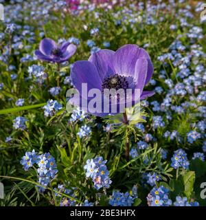 Eine einzige violett blaue Blume der Anemone (Windblume) De Caen Sorte in einem Bett von Vergissmeinnicht. Stockfoto