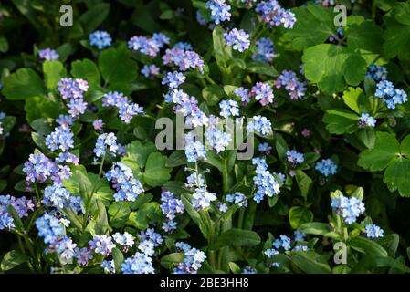 Eine europäische Vergissmeinnicht-Blume (Myosotis sylvatica), manchmal auch als Holz oder Wald Vergissmeinnicht in einem Gartenblumenbett bekannt. Stockfoto