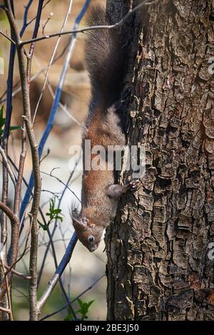 Roter Eichhörnchen auf Baum (Sciurus vulgaris) Stockfoto