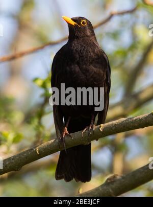 Schwarzer Vogel in einer Gartenanlage Stockfoto