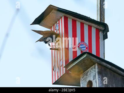 IMarktoberdorf, 11. April 2020. Ein Stern (Sturnus vulgaris) brütet in einer Sternschachtel mit FC Bayern München-Design während der Brutsaison am 11. April 2020 in Marktoberdorf. © Peter Schatz / Alamy Live News Stockfoto