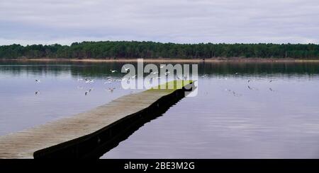 Holzponton mit Vogelfliege auf See über dem Wasser von Sanguinet in Landes Frankreich Stockfoto