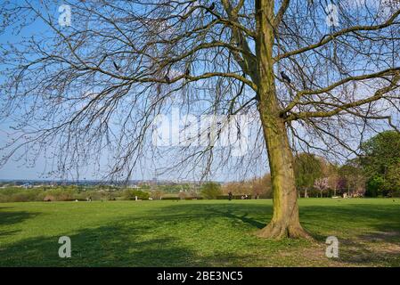 Blick über das Lea Valley vom Gipfel des Springfield Park, Upper Clapton, North London UK, mit Baum Stockfoto