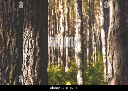 Sonnenbeschienene Fichten in einer Linie in einem Wald mit grünem Moos, Tirol, Österreich Stockfoto