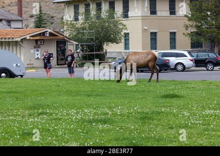 YELLOWSTONE NATIONALPARK, USA - Juli 14 2014: Ein Kuhelch grast, während Touristen im Mammoth Village im Yellowstone Nationalpark, Wyomin fotografieren Stockfoto