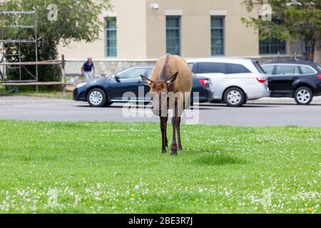 YELLOWSTONE NATIONALPARK, USA - Juli 14 2014: Ein Kuhelch, der im Gras grast, neben einem Parkplatz im Mammoth Village im Yellowstone Nationalpark, Stockfoto