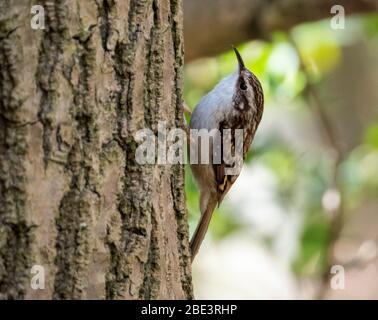 Baumläufer (Certhia familiaris) am Baumstamm im Wald West Lothian, Schottland. Stockfoto