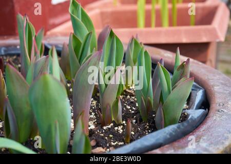 Tulpen sprießen in Pflanzgefäß. Stockfoto