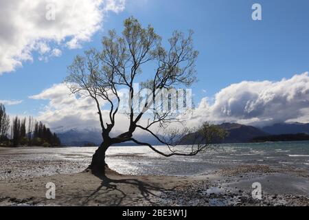 Neuseelands berühmtester Baum Stockfoto