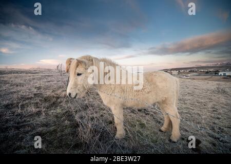Islandpferde und wunderschöne Landschaft Stockfoto