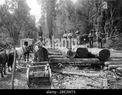 Männer stehen auf einem Haufen Kauri-Baumstämme, während sie Busch für die Eisenbahnlinie des Hauptstammes auf der Nordinsel Neuseelands, um 1915, von Fotograf Albert Percy Godber, räumen Stockfoto