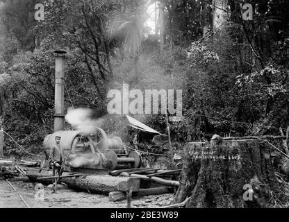 Ein Mann betreibt einen Dampflok-Spediteur, um Kauri-Wald zu räumen und Platz für die Main Trunk-Eisenbahnlinie auf der Nordinsel Neuseelands zu machen, um 1915, von Fotograf Albert Percy Godber Stockfoto