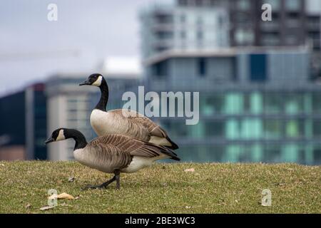 Wilde Gans in der Stadt Stockfoto