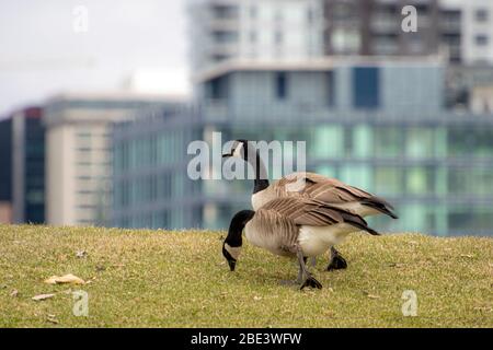 Wilde Gans in der Stadt Stockfoto