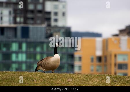 Wilde Gans in der Stadt Stockfoto