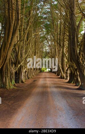 Ein malerischer Blick auf eine alte, von Bäumen gesäumte Landschmutzstraße, die zu einer Farm in der kleinen Gemeinde Ridgley in Tasmanien, Australien führt. Stockfoto