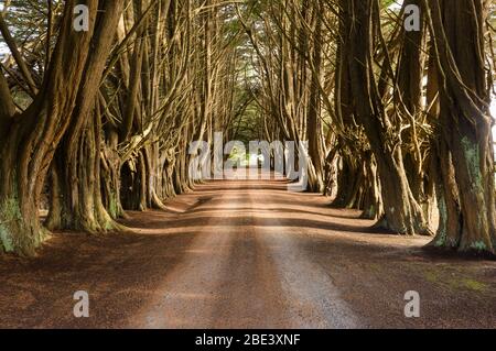 Ein malerischer Blick auf eine alte, von Bäumen gesäumte Landschmutzstraße, die zu einer Farm in der kleinen Gemeinde Ridgley in Tasmanien, Australien führt. Stockfoto