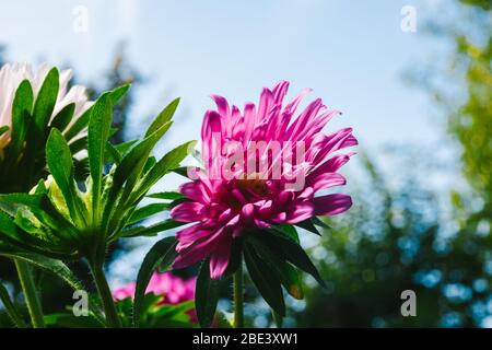 Europäische Kamille Michaelmas (Aster amellus). Aster. Hellblaue Blütenaster Nahaufnahme. Natur. Bouquet von blühender Callistephus chinensis. Üppig Stockfoto